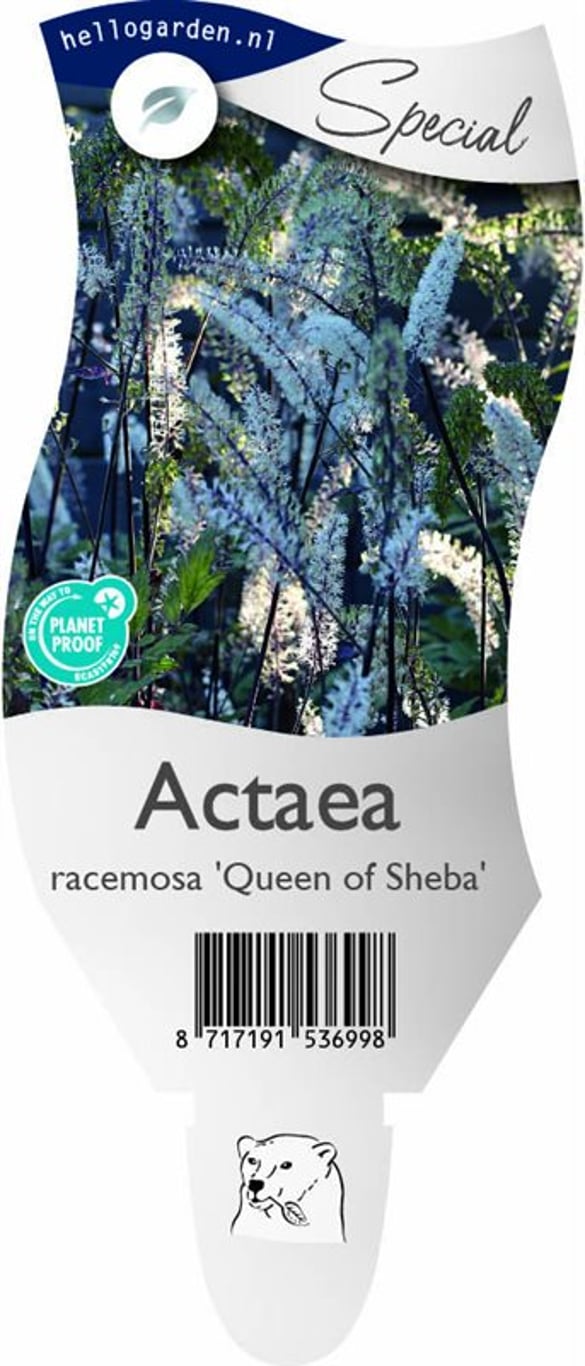 Actaea racemosa 'Queen of Sheba' - P11
